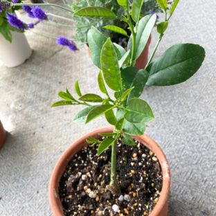 【ベランダガーデニング部】檸檬の木成長ブログ　2022/4/13