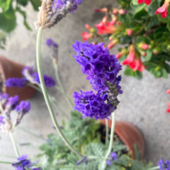 【ベランダガーデニング部】ラベンダー成長ブログ　2022/4/18