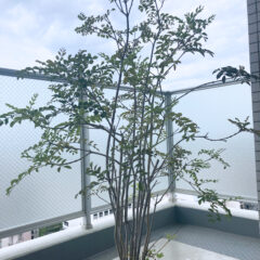 【ベランダガーデニング部】トネリコ　成長ブログ　2022/4/21