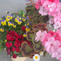 【ベランダガーデニング部】　花の寄せ植え　成長ブログ　2022/5/17