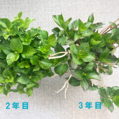 【ベランダガーデニング部】　紫陽花　成長ブログ　2022/5/19