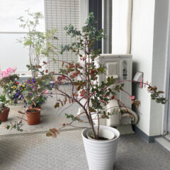 【ベランダガーデニング】　ユーカリ　成長ブログ　2022/5/9