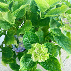 【ベランダガーデニング部】　紫陽花　成長ブログvol.2　2022/5/26