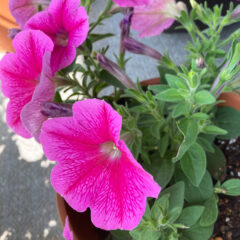 【ベランダガーデニング部】　ペチュニア　成長ブログ　2022/7/11