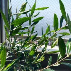 【ベランダガーデニング部】　オリーヴ　成長ブログ　2022/7/5