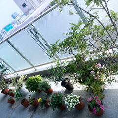 【ベランダガーデニング部】　エウレカの庭　2022/5/23