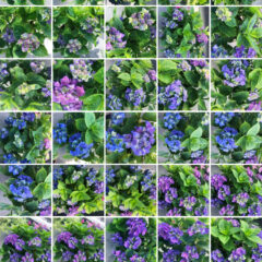 【ベランダガーデニング部】　紫陽花　成長ブログvol.3　2022/6/13