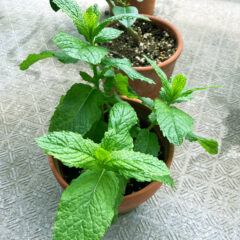 【ベランダガーデニング部】　ミント　成長ブログ　2022/6/27